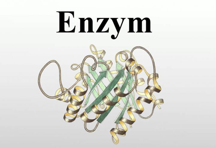 enzim-2.jpg